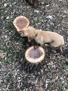 [Hearth.com] Wood ID