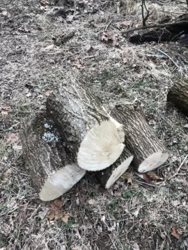 [Hearth.com] Wood ID