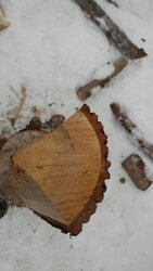 Wood ID part 2