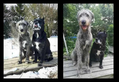 [Hearth.com] Three dog night load.