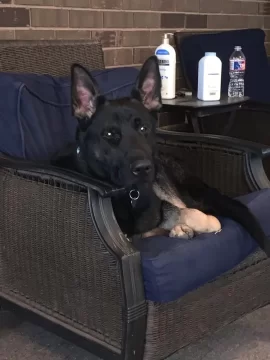 [Hearth.com] Three dog night load.