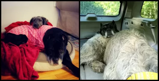 [Hearth.com] Three dog night load.