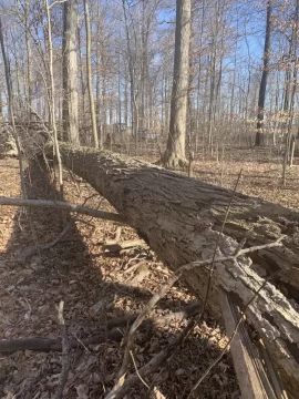 [Hearth.com] Is this Maple?