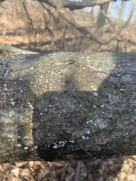 [Hearth.com] Is this Maple?