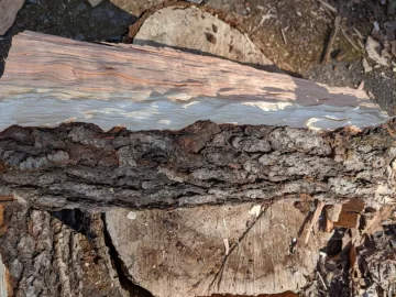 [Hearth.com] Wood ID needed in CT