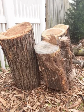 [Hearth.com] ID help:Split at least two cords of free wood during quarantine...