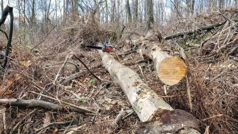 Good Wood in Thorns