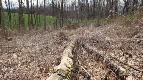 [Hearth.com] Good Wood in Thorns