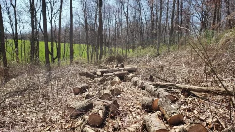 [Hearth.com] Good Wood in Thorns