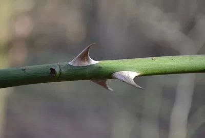 [Hearth.com] Good Wood in Thorns