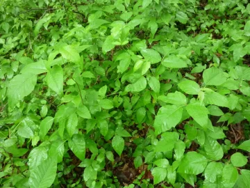 [Hearth.com] Good Wood in Thorns