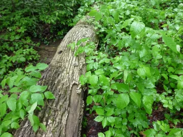 [Hearth.com] Good Wood in Thorns