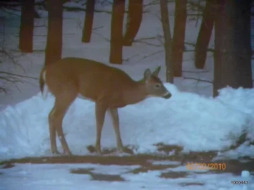[Hearth.com] Picture of Deer