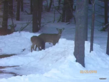 [Hearth.com] Picture of Deer