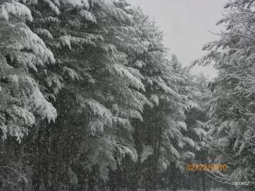 [Hearth.com] Pines with Snow