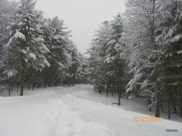 [Hearth.com] Pines with Snow