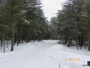 [Hearth.com] Pines with Snow