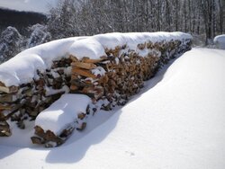 Snowy frozen wood