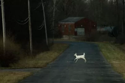 [Hearth.com] White deer