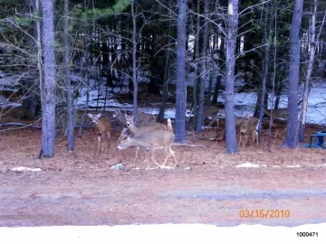 [Hearth.com] Deer
