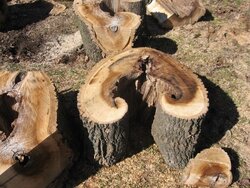 Advice on cutting up a damaged tree