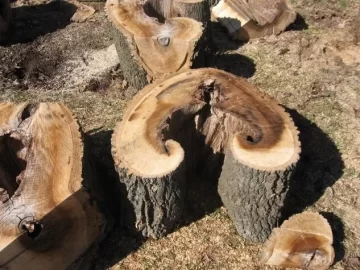 [Hearth.com] Advice on cutting up a damaged tree
