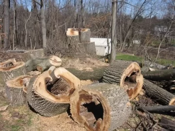 [Hearth.com] Advice on cutting up a damaged tree