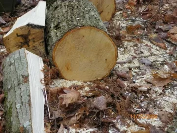 [Hearth.com] Wood ID