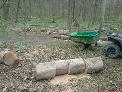 More red elm ,and sugar maple,cut on the river bed on my place,too much work.