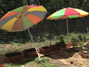 2020 Garden Thread