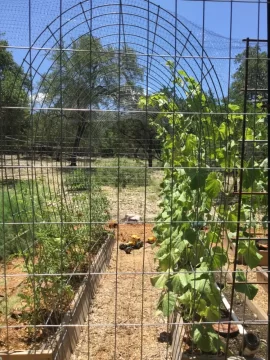 2020 Garden Thread