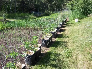 Planning a new veg garden.