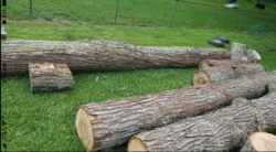 MR Wood Logs (2).png