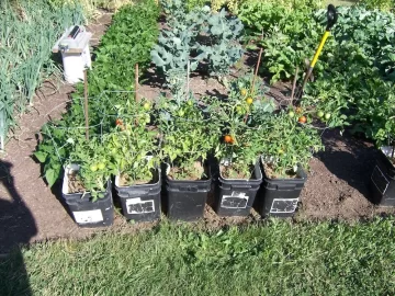 [Hearth.com] Tomato Plants in Pots
