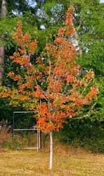 red-maple-tree.jpg