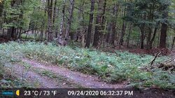 Trail Cams