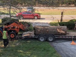 Large Oak Taken Down at my Parents House
