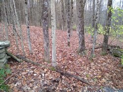 Need advice - medium to small trees blocking new property entrance