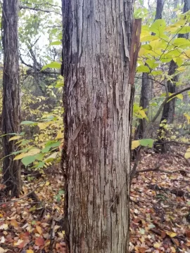 Tree ID, Understory tree ID