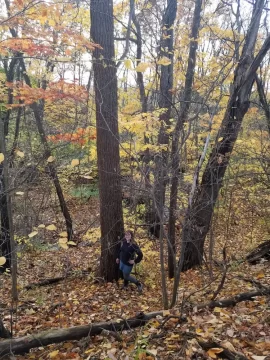 Tree ID, Understory tree ID