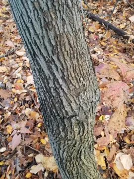 Tree ID, Understory tree ID