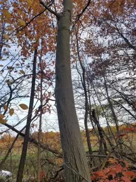 Tree ID, Understory tree ID