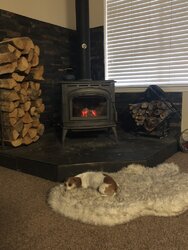 Your stove and your dog(s)