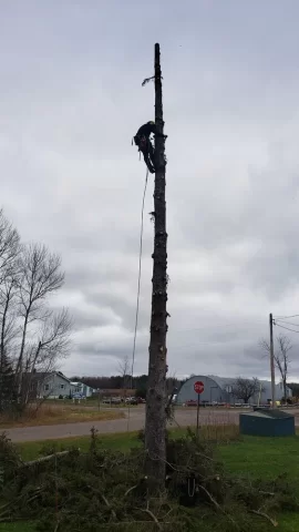 [Hearth.com] Falling a large rotting pine