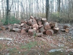 My share of over 200 tons of white oak.
