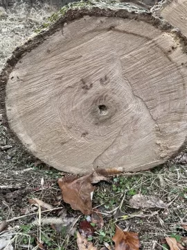 Help me id this wood