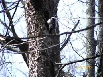 [Hearth.com] Woodpecker