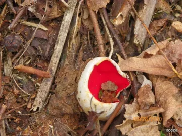 [Hearth.com] Mushroom Identification