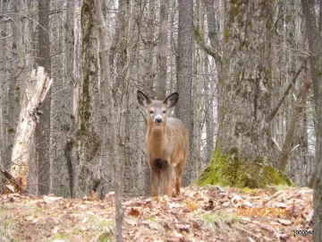 [Hearth.com] Some Deer Pictures