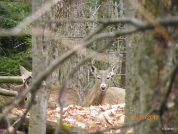 [Hearth.com] Some Deer Pictures